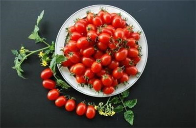 圣女果和西红柿的区别