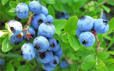 蓝莓李果