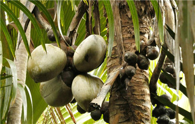 塞舌尔海椰子图片