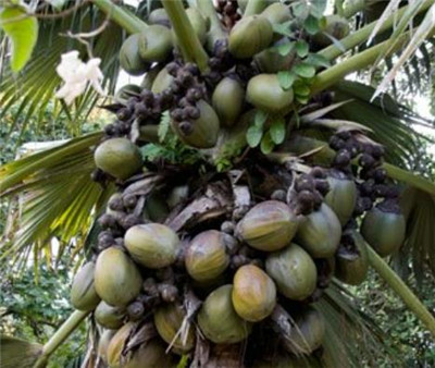 塞舌尔海椰子图片